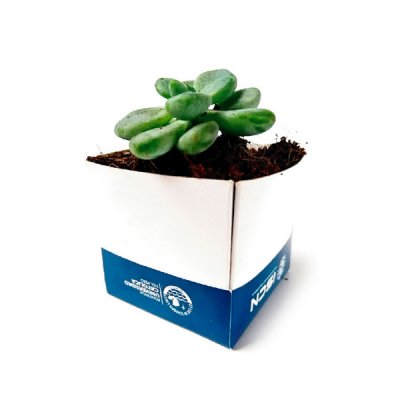 Suculenta en Cajita de Regalo Macetera