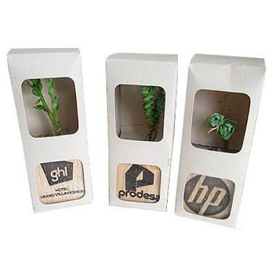 Suculenta en mini maceta de madera con caja